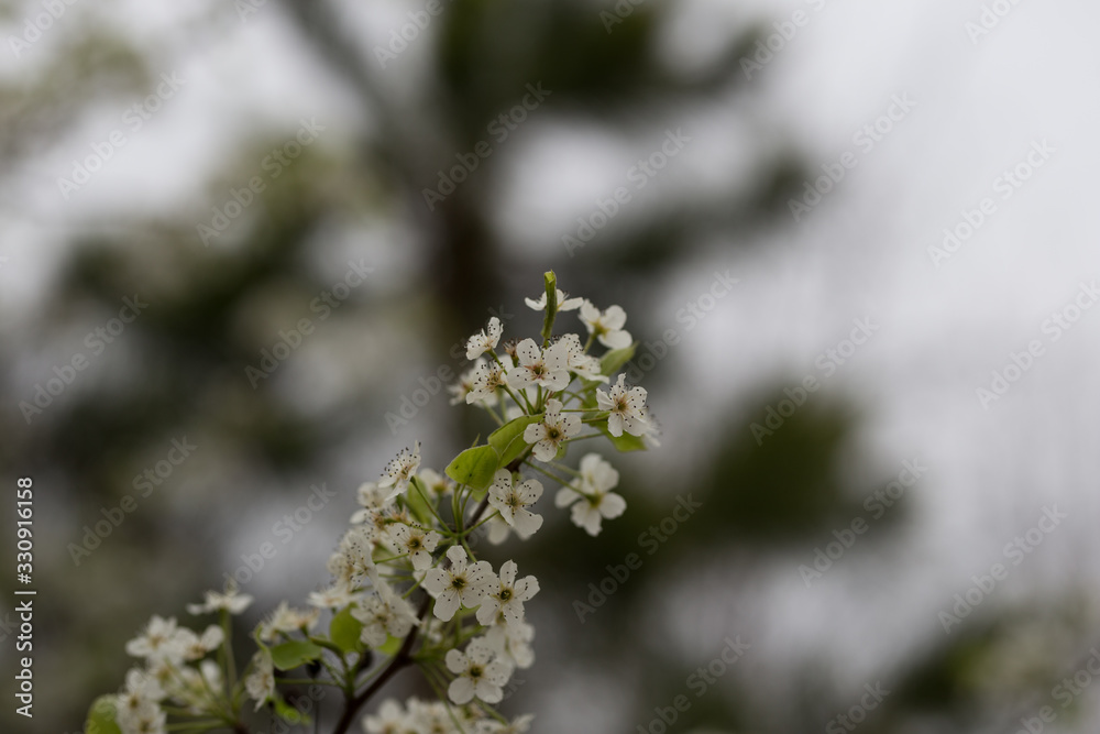 Beautiful spring flowers with colorful bokeh Beautiful spring flowers with colorful bokeh
