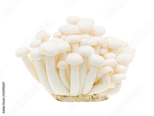 White beech mushrooms or Shimeji mushroom isolated on white background, Clipping path.