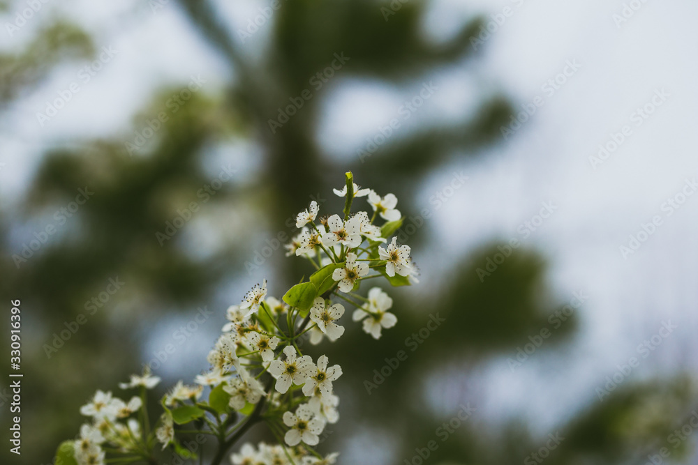 Beautiful spring flowers with colorful bokeh Beautiful spring flowers with colorful bokeh