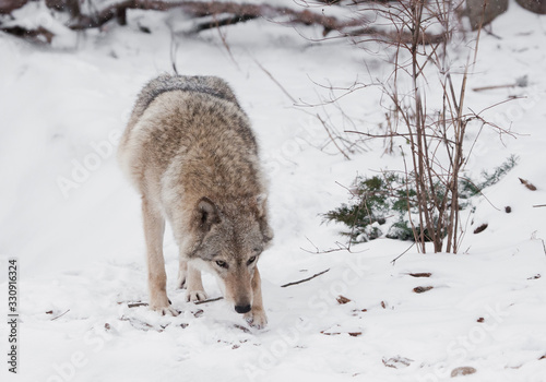 Dangerous beast hunting sniffs prey. Gray wolf female in the snow, beautiful strong animal in winter. photo