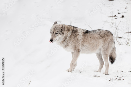 Gray wolf female in the snow  beautiful strong animal in winter.