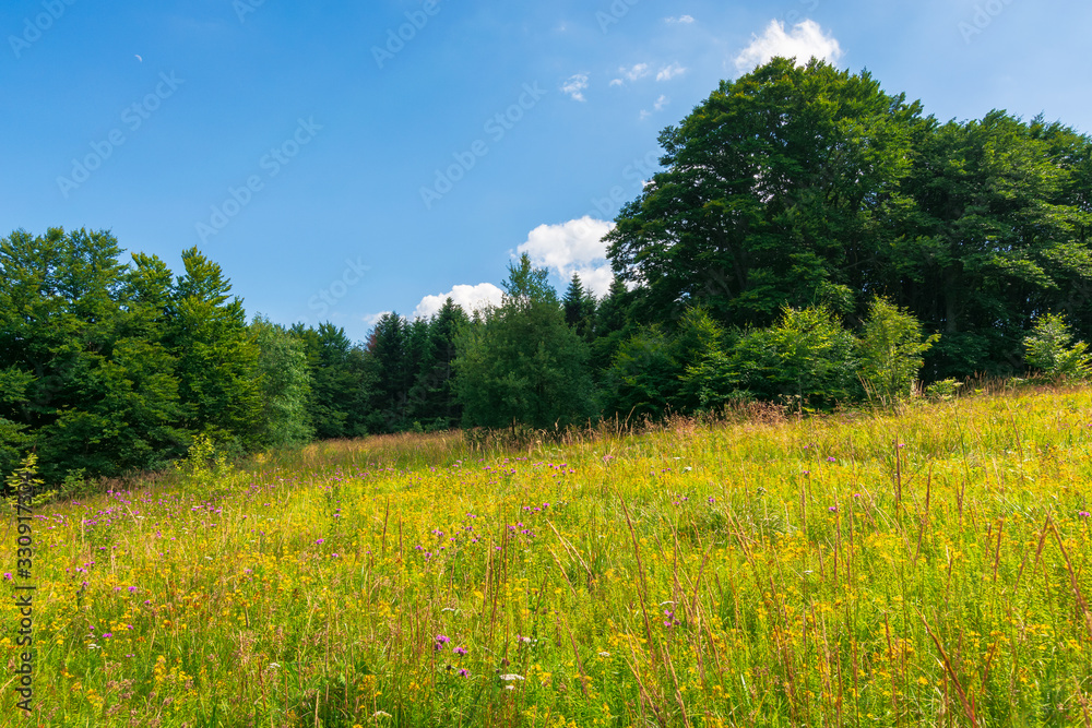 grassy meadow with wild herbs in summer. primeval beech forest around the glade. sunny summer weather with some clouds on the blue sky