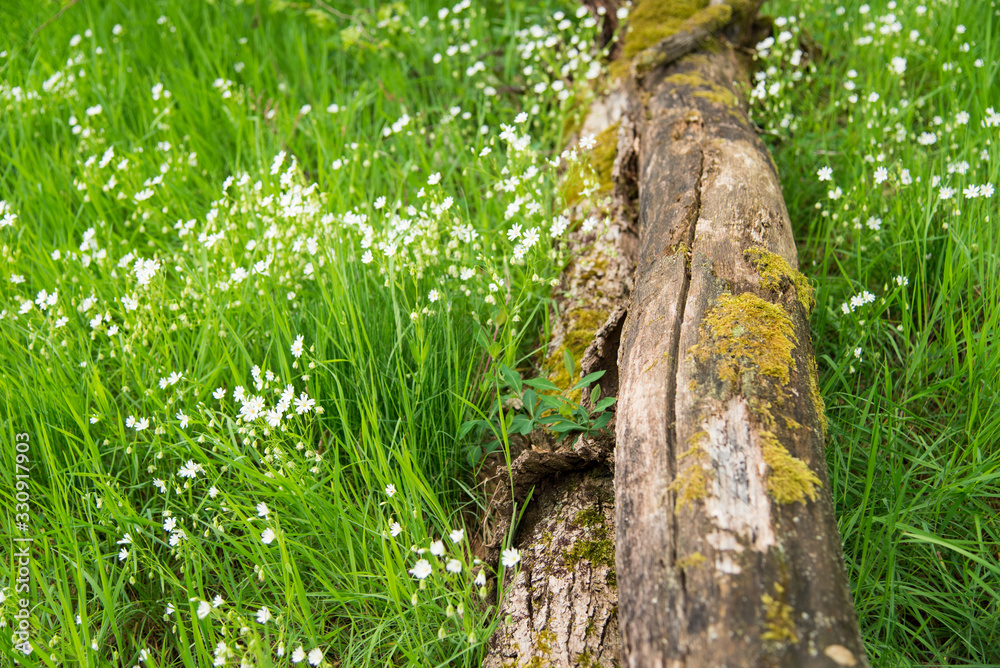 un tronc d'arbre mort dans une prairie en fleur au printemps