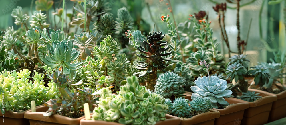 seedlings of succulents in greenhouse. various types Botanical collection of succulents.  - obrazy, fototapety, plakaty 