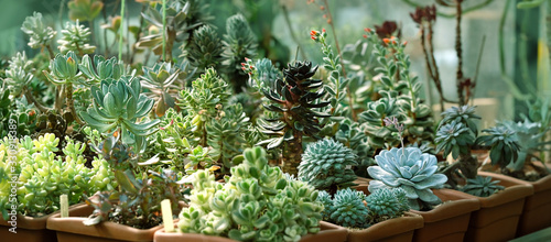 Quadro su tela seedlings of succulents in greenhouse