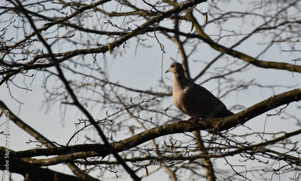 Taube Taube