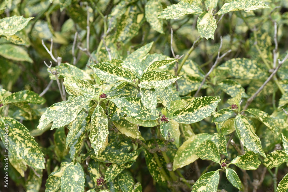 Aucuba japonika on variegated leaves. Aucuba japonika on variegated leaves.