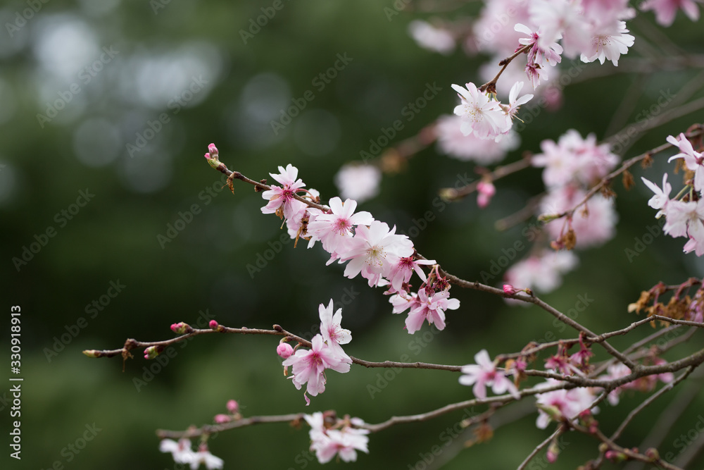 Beautiful spring flowers with colorful bokeh Beautiful spring flowers with colorful bokeh