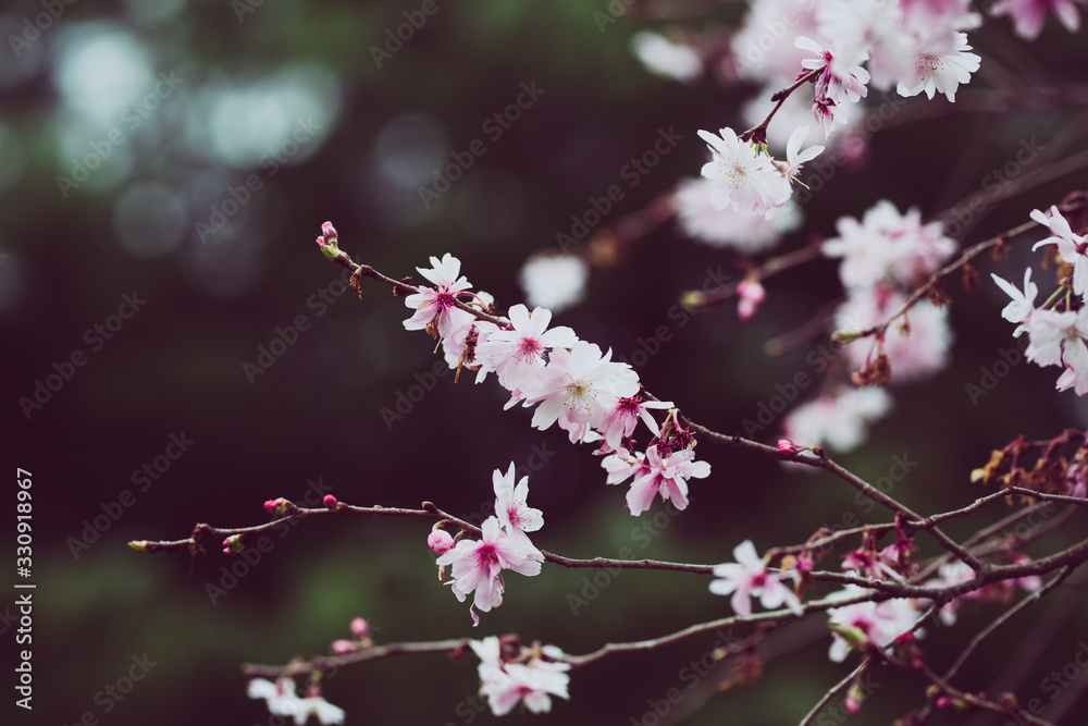 Beautiful spring flowers with colorful bokeh Beautiful spring flowers with colorful bokeh