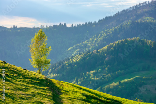 tree on the hill in evening light. green grass on the steep slope. beautiful mountain landscape in springtime