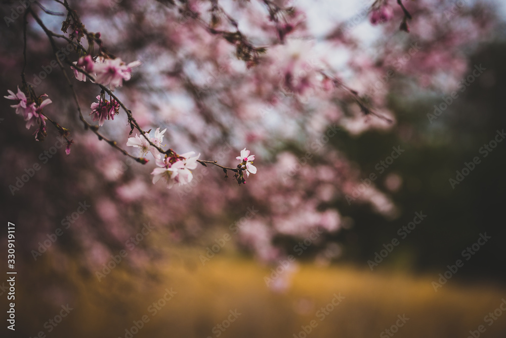 Fototapeta premium Beautiful spring flowers with colorful bokeh