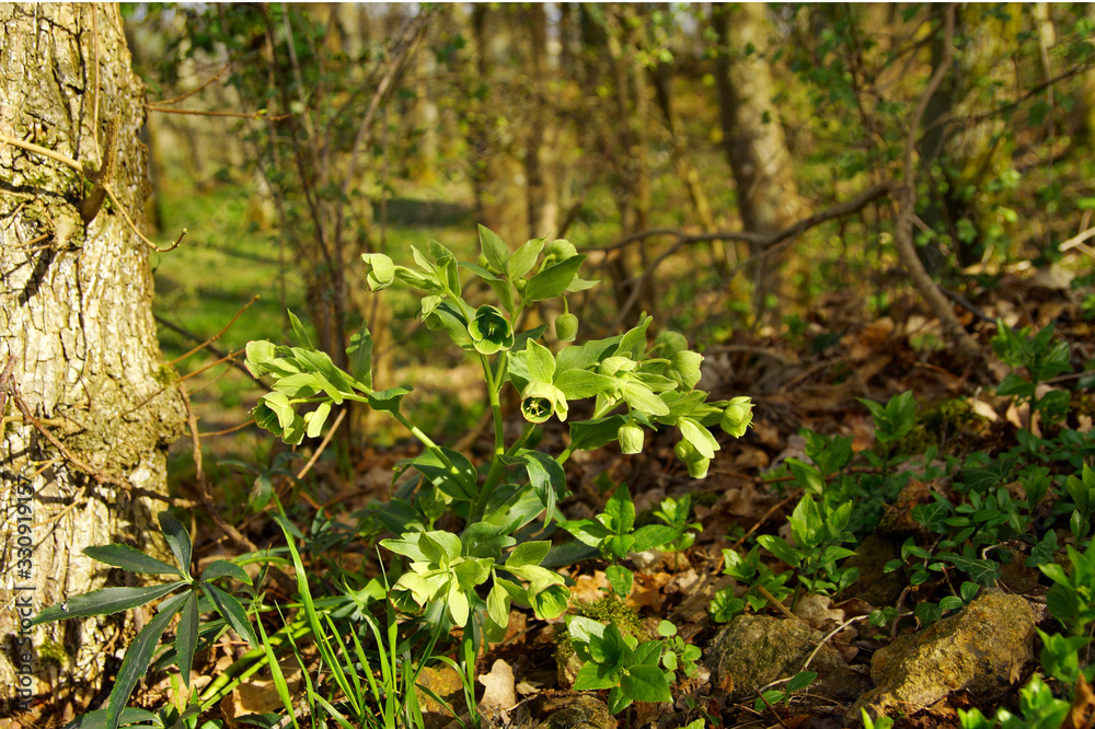 green blooming green hellebore (Helleborus viridis) flowers in woodland. green hellebore in bloom in forest.