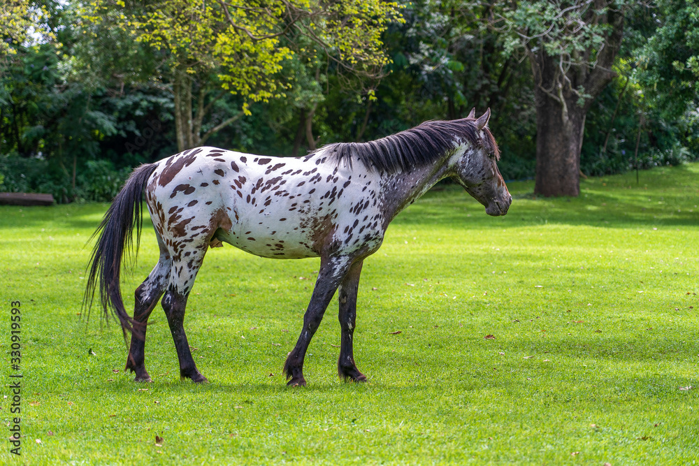 Horse grazing on green grass in the tropical garden. Tanzania, Africa Horse grazing on green grass in the tropical garden. Tanzania, Africa
