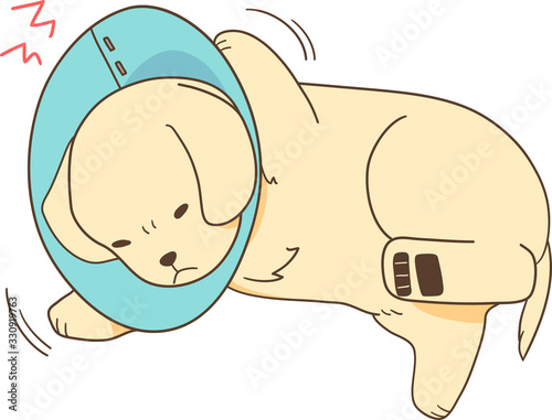 ゴールデンレトリバーの子犬（エリザベスカラーを嫌がる）