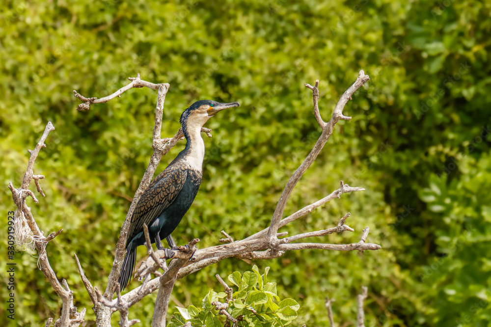 Obraz premium Great cormorant (Phalacrocorax carbo), known as the great black cormorant, Murchison Falls National Park, Uganda.