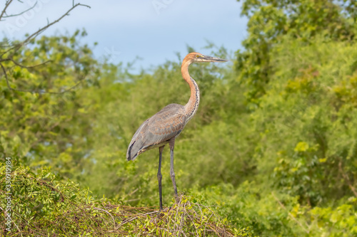 Goliath heron (Ardea goliath) or giant heron, a wading bird of the heron family, Ardeidae, Murchison Falls National Park, Uganda.