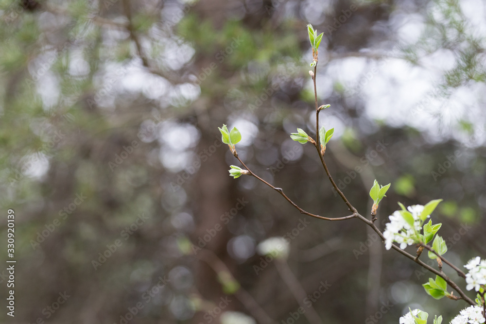 Beautiful spring flowers with colorful bokeh Beautiful spring flowers with colorful bokeh