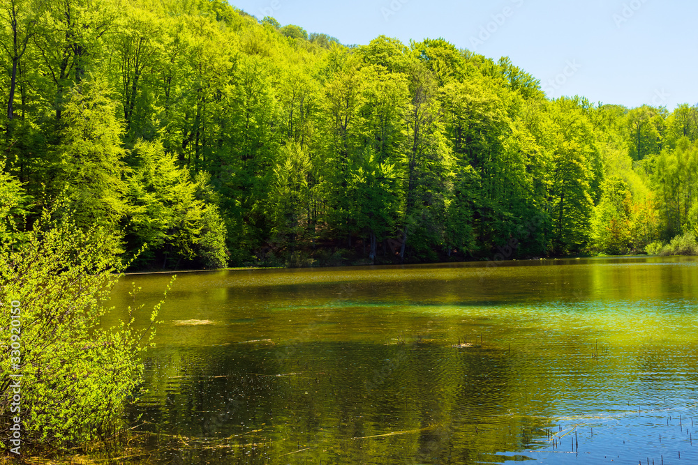 Fototapeta premium landscape by the mountain lake among coniferous forest. wonderful nature scenery in springtime at high noon.