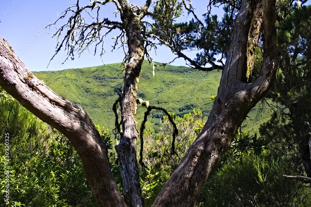 View of hills and fields through tree branches (Madeira, Portugal, Europe) View of hills and fields through tree branches (Madeira, Portugal, Europe)