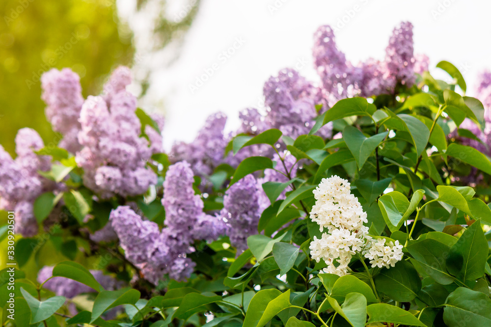 pink lilac flowers closeup on a branch. beautiful blurred background of blossoming garden in springtime pink lilac flowers closeup on a branch. beautiful blurred background of blossoming garden in springtime