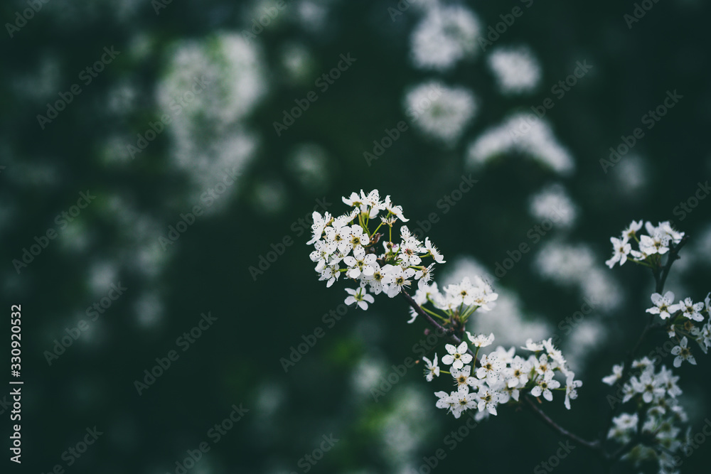Beautiful spring flowers with colorful bokeh Beautiful spring flowers with colorful bokeh