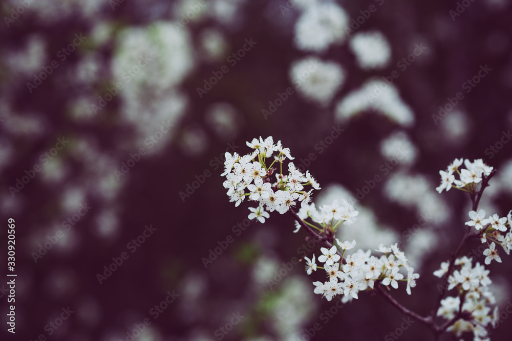 Beautiful spring flowers with colorful bokeh Beautiful spring flowers with colorful bokeh