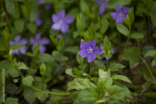  little delicate spring flower on green meadow background