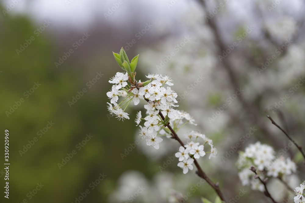 Beautiful spring flowers with colorful bokeh Beautiful spring flowers with colorful bokeh