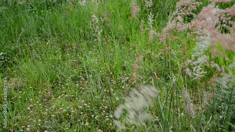 Beautiful video of dancing grass in strong cool wind Beautiful video of dancing grass in strong cool wind