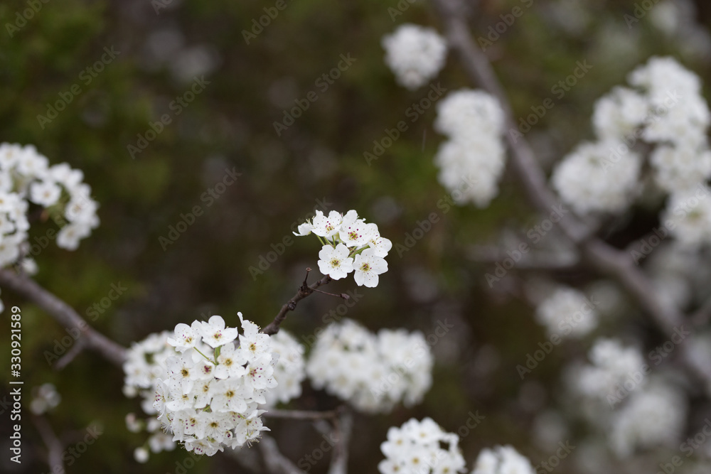 Beautiful spring flowers with colorful bokeh Beautiful spring flowers with colorful bokeh