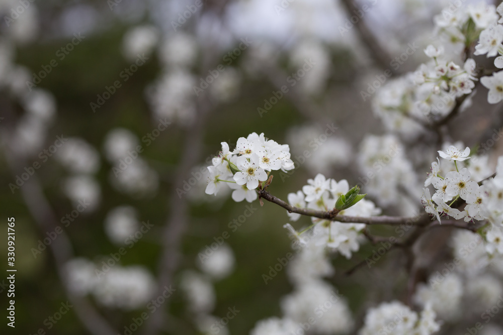 Beautiful spring flowers with colorful bokeh Beautiful spring flowers with colorful bokeh