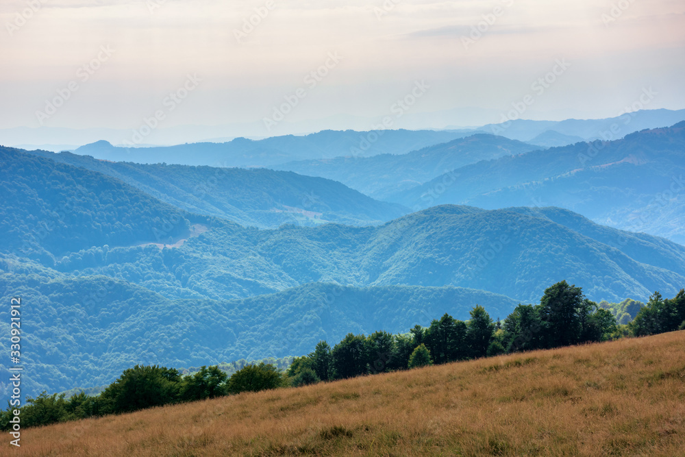 carpathian mountain landscape in summer. weathered grass on the meadow. beech forest on the edge of a hill. rural valley  in the distance. sunny august afternoon with clouds on the sky