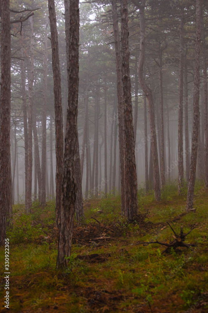 Obraz premium misty green forest 