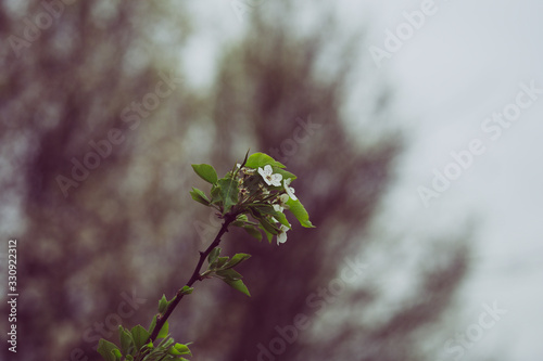 Beautiful spring flowers with colorful bokeh