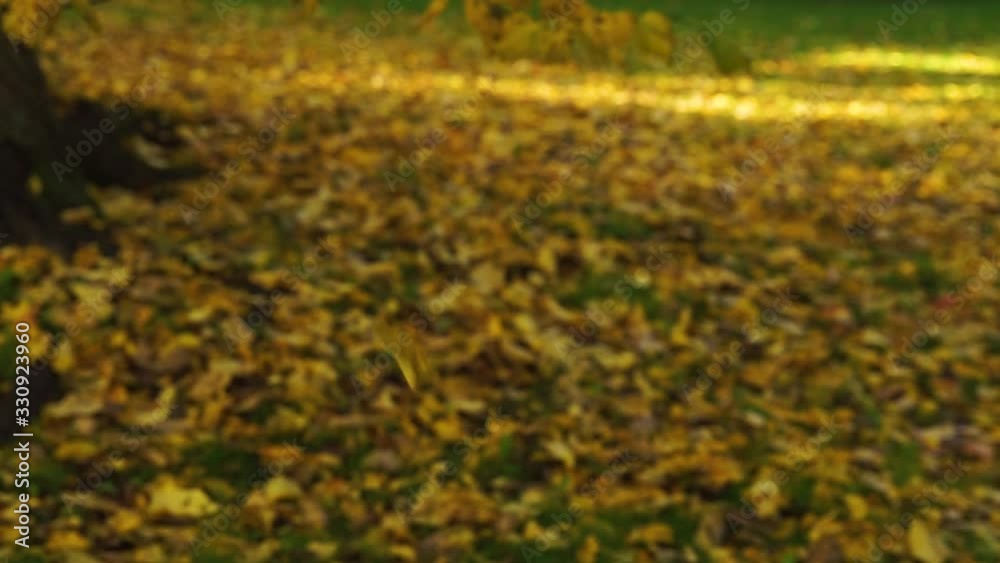 beautiful autumn leaves falling - dolly shot beautiful autumn leaves falling - dolly shot