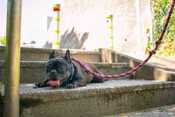 Leinwandbilder Französische Bulldogge Französische Bulldogge Buhi im Porträt  © 公祥 眞貝