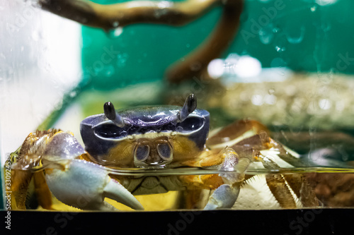 Cute blue crab in an aquarium cardisoma armatum photo