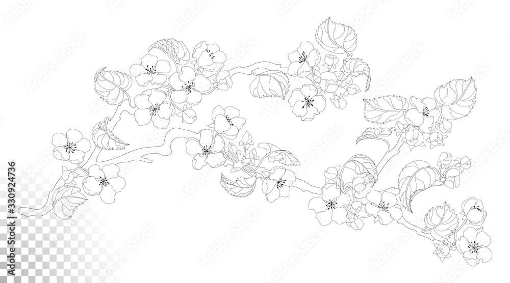 Line art of a blossoming apple tree branch. Outline spring flowers. Isolated on white background.