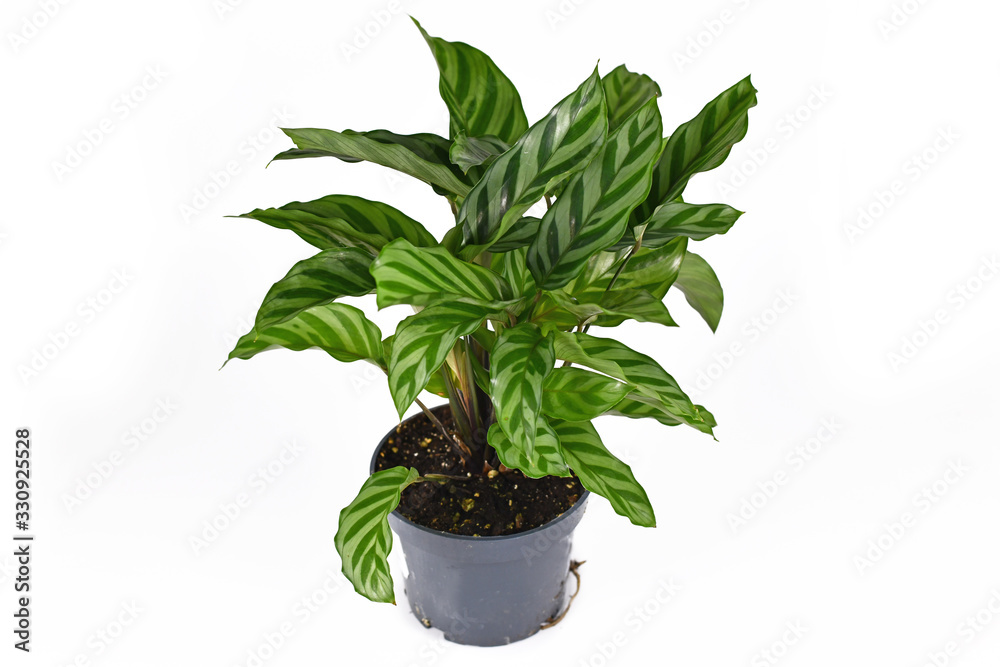 Full exotic 'Calathea Concinna Freddie' house plant in plastic flower pot isolated on white background