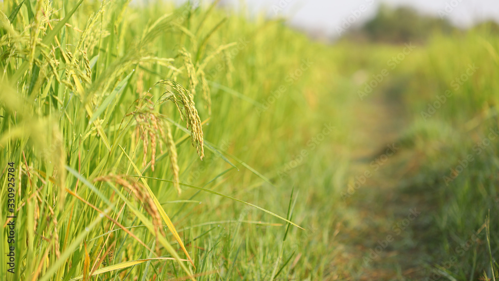 Rice paddy field under sunlight Rice paddy field under sunlight