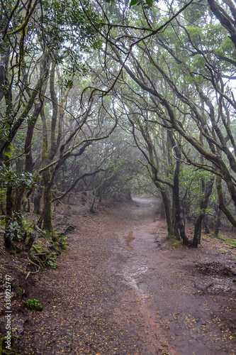 Laurel forests on the volcanic island of Tenerife in rainy weather. Dirty walking trail through the forest.