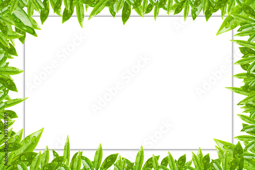 Frame made of fresh green tropical leaves on white background. Space for design. For text