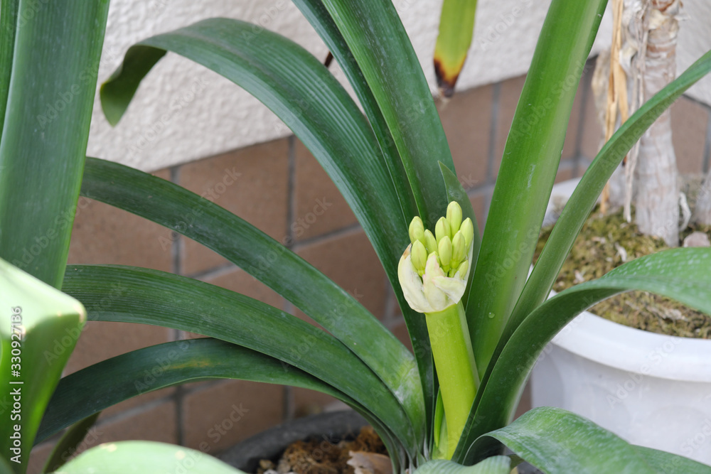 Obraz premium 夏を待つ花の蕾