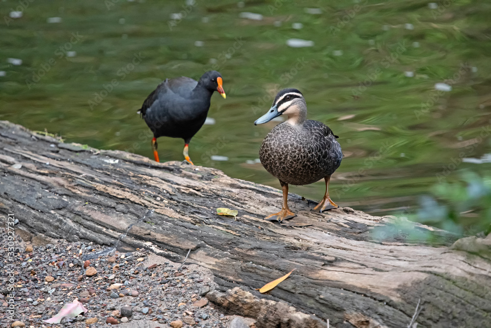 Pacific duck and Swamphen - Sydney - Australia Pacific duck and Swamphen - Sydney - Australia