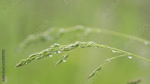 Morning dew on grass, green nature background © Wheat field