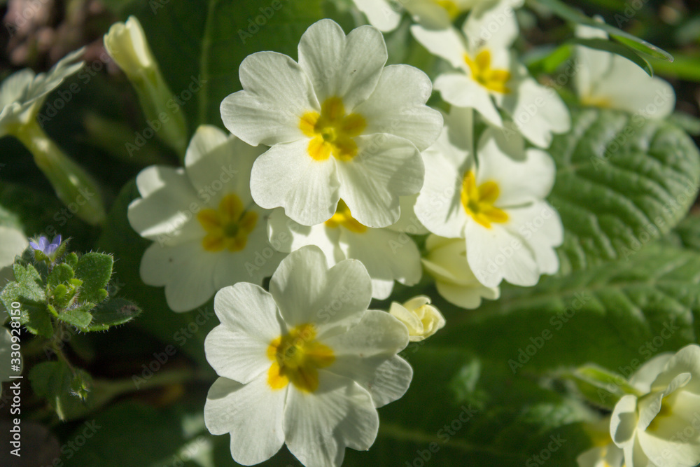 Piccoli fiori bianchi in primavera Piccoli fiori bianchi in primavera
