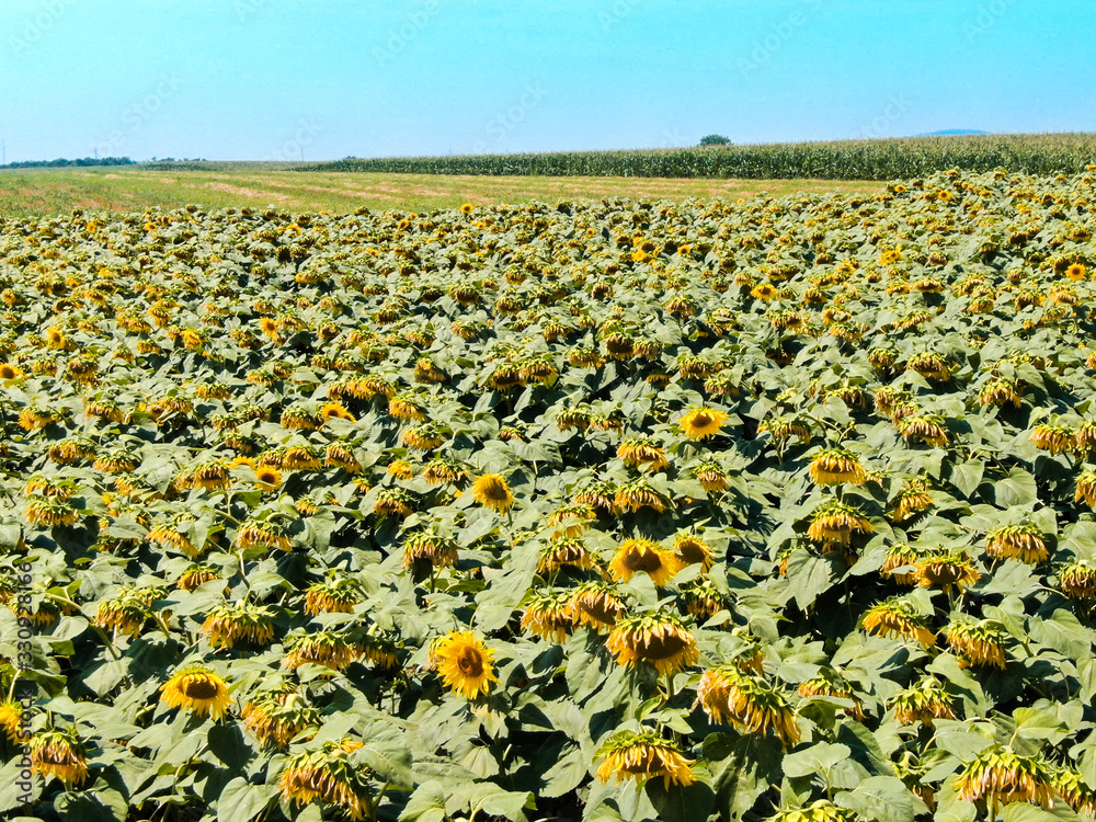 Obraz premium Sunflowers field