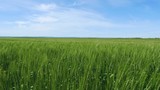 Beautiful rural landscape: Green wheat field and blue sky