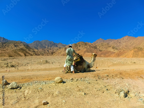 Camel Desert landscape adventure background at Dahab.