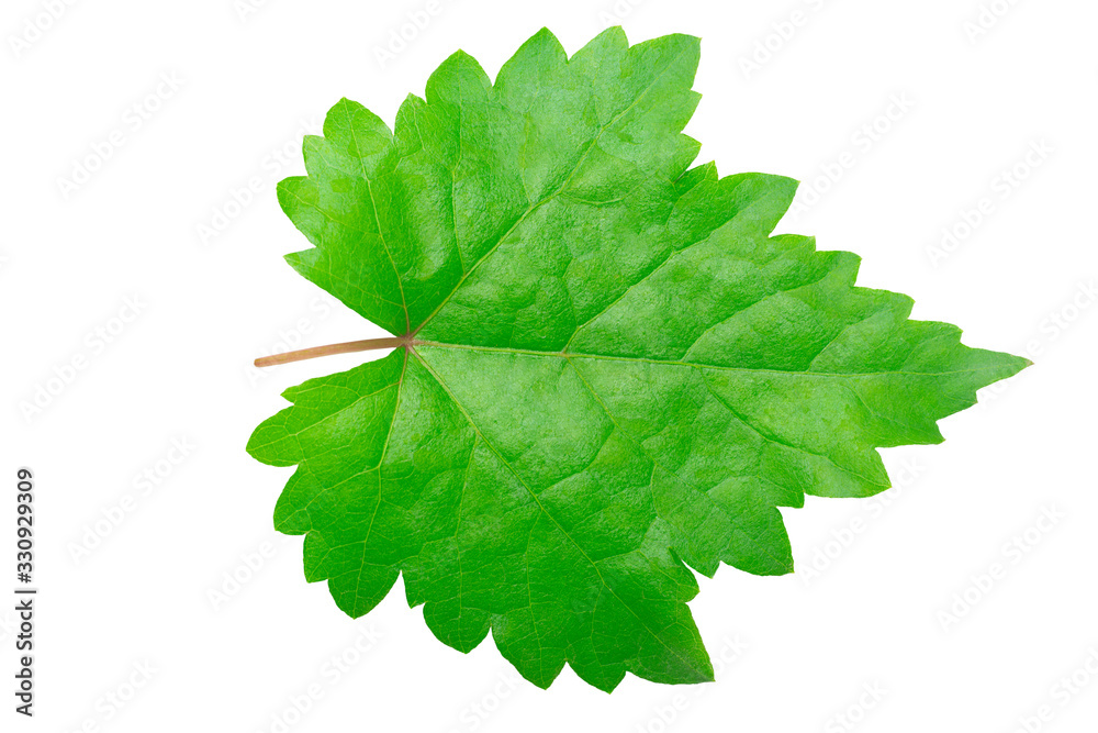 Single leaf grape on white background with clipping path Single leaf grape on white background with clipping path
